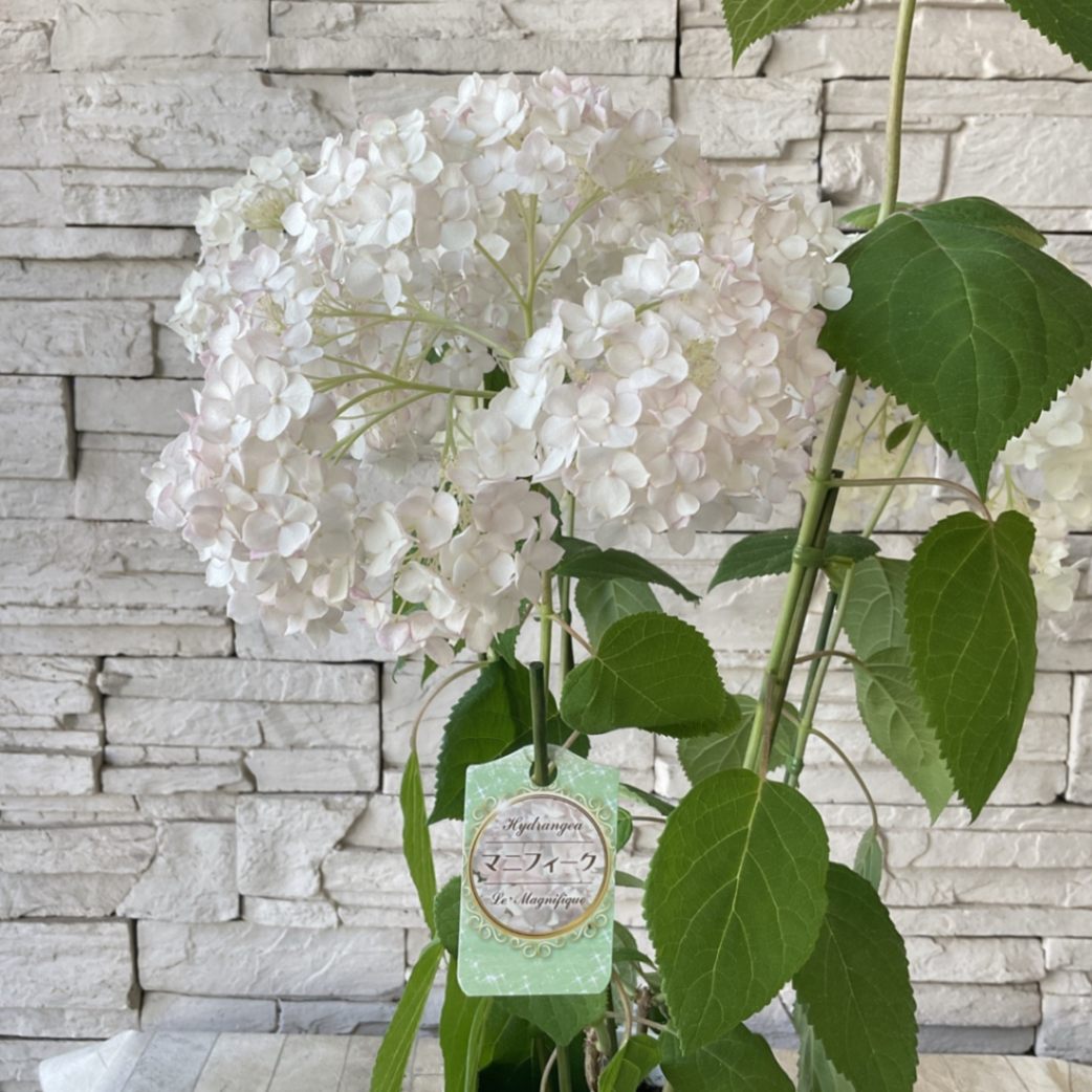 アジサイ アナベル マニフィーク 5寸鉢 | 鉢花・花苗 | 橋本種苗園