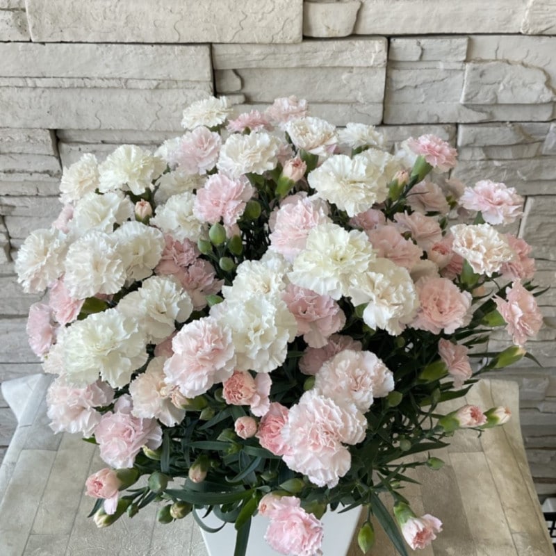 すべての商品 | 橋本種苗園オンラインストア