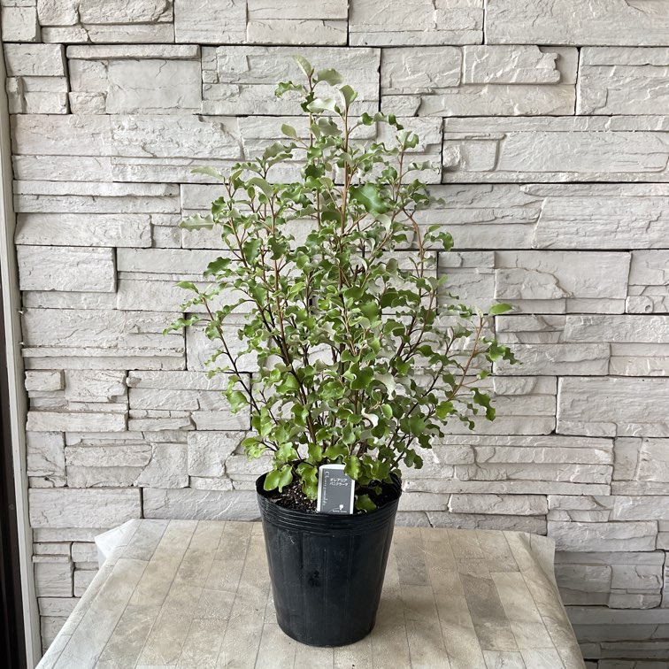 すべての商品 | 橋本種苗園オンラインストア