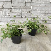 トレニア　コンカラー斑入り　パープル 3寸ポット|鉢花・花苗