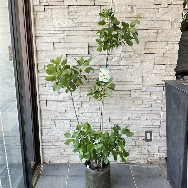 送料込み】スモークツリー ホワイトボール 8寸ポット | 鉢花・花苗