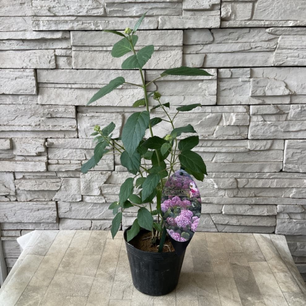 アジサイ アナベル ピンカーベル 4.5寸ポット | 鉢花・花苗 | 橋本種苗