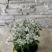 【見切品　花数が少ない】ユーフォルビア　ダイアモンドスノー　八重咲き　 3.5寸ポット