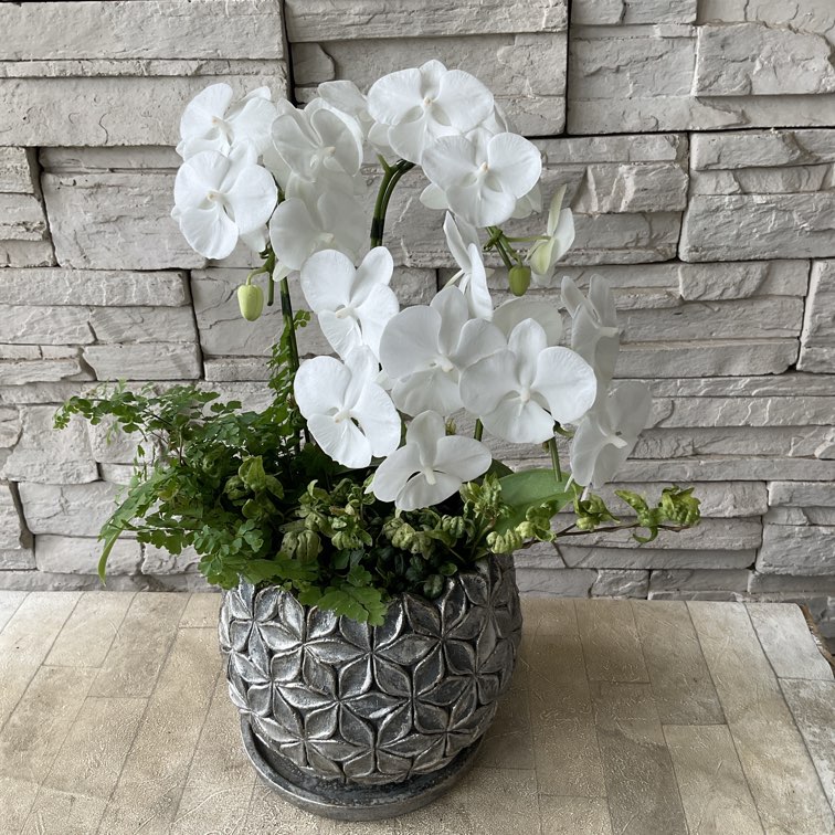 ホワイト胡蝶蘭の寄せ鉢 | 鉢花・花苗 | 橋本種苗園オンラインストア