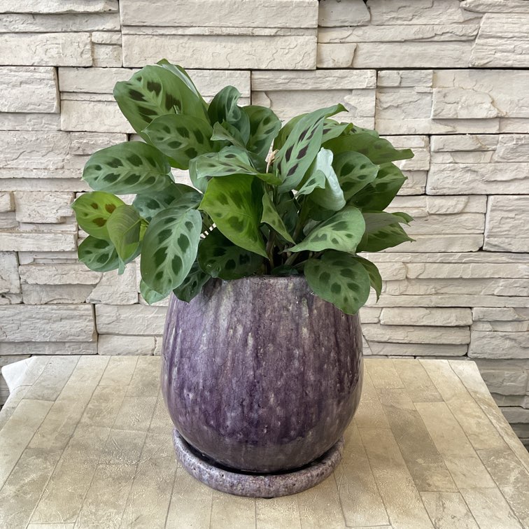 観葉植物 | 橋本種苗園オンラインストア