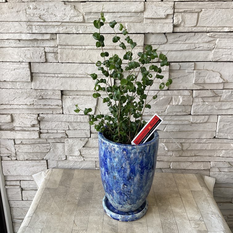 ポトス　ブルーフォーム　海外新品種　セブブルーより入手困難　カット苗発根済み セブブルー｜ポトス同様エピプレナム属のつる性植物e-花屋さん