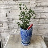【観葉植物】ベンジャミンバロック　ブルー陶器鉢植え