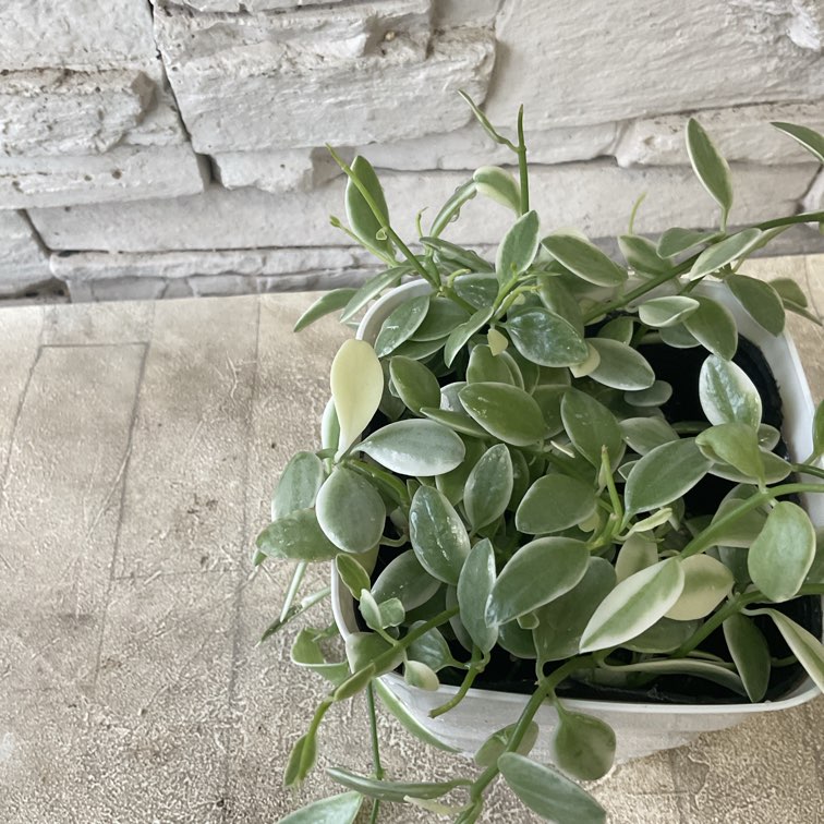 ディスキディア エメラルド　ポットなし 観葉植物】ディスキディア エメラルド | すべての商品 | 橋本種苗園