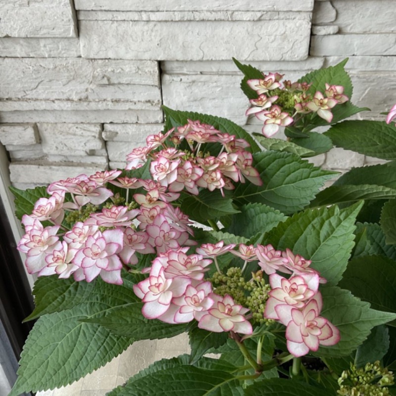 すべての商品 | 橋本種苗園オンラインストア