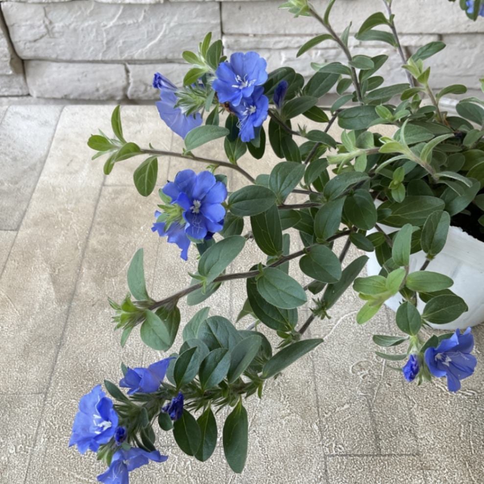 エボルブルス ブルーラグーン 3.5寸ポット | 鉢花・花苗 | 橋本種苗園