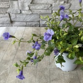 スーパートレニア　カタリーナ　ブルーリバー　