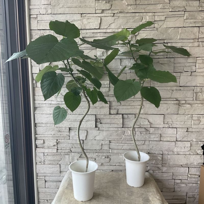 【送料込み】【観葉植物】ウンベラータ　 6寸鉢