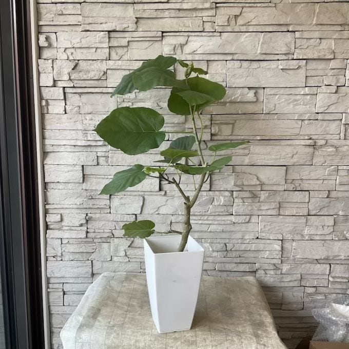 【送料無料】【観葉植物】ウンベラータ　 7寸スクエア鉢