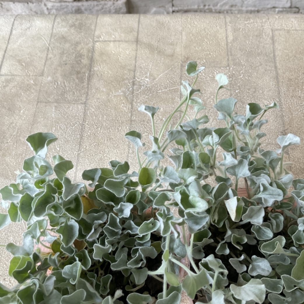 ディコンドラ シルバーフォール 2.5寸ポット | 鉢花・花苗 | 橋本種苗