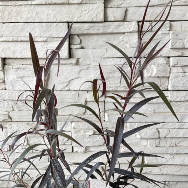 ユーカリ　ブラックテイル 3寸鉢