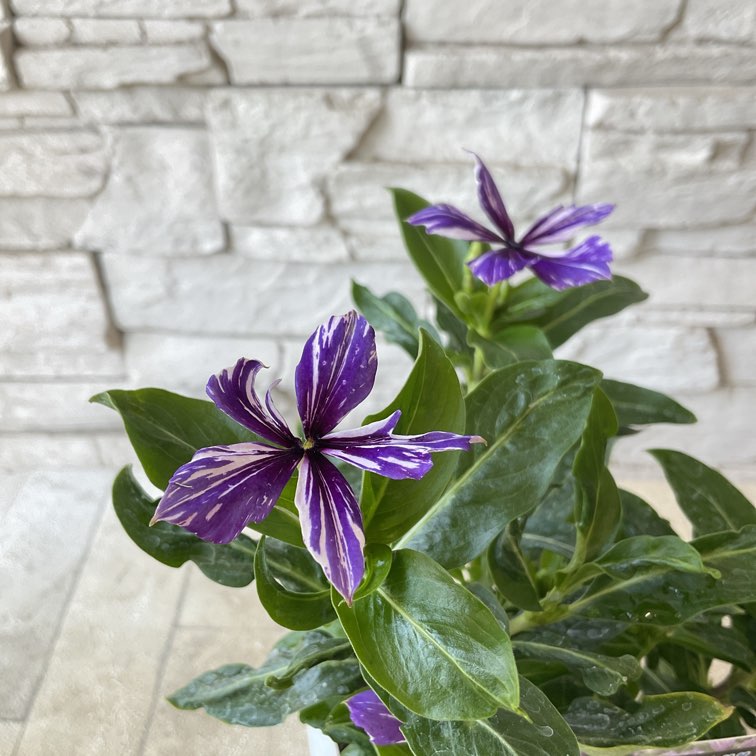 鉢花・花苗 | 橋本種苗園オンラインストア