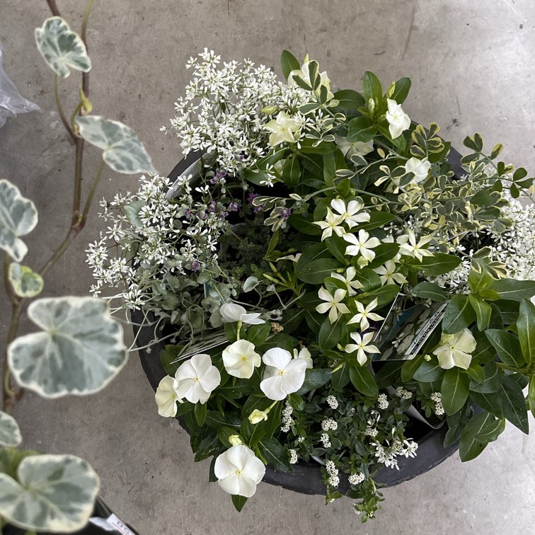 自分で作る寄せ植え花苗セット】北島園芸オリジナルビンカを使った