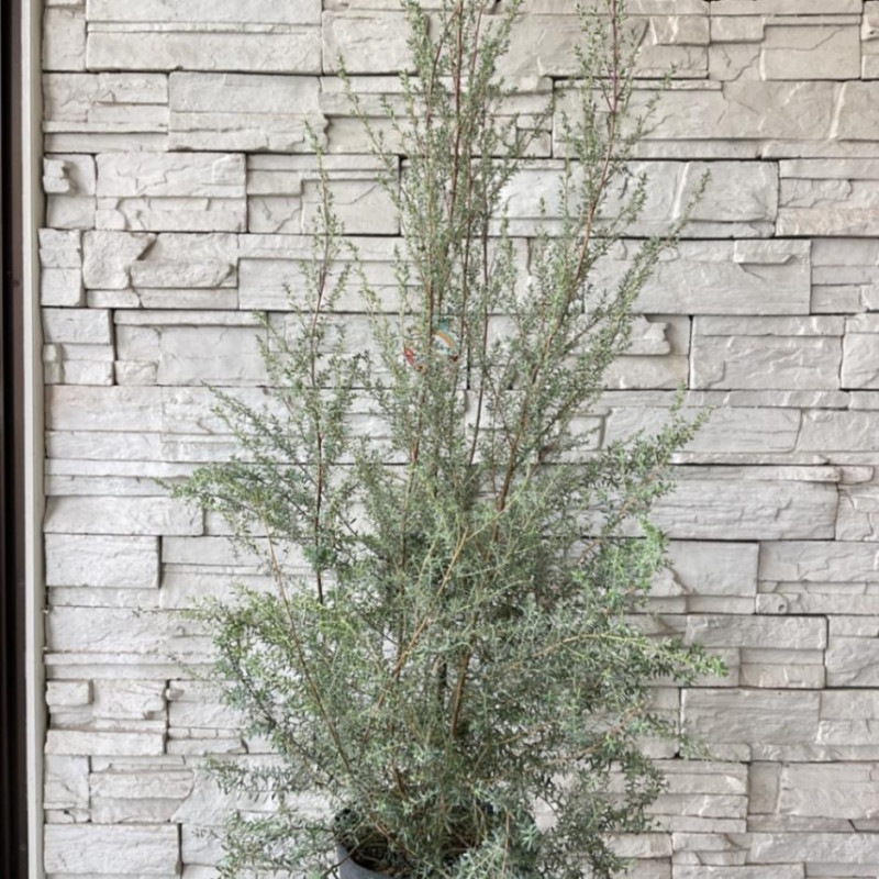 すべての商品 | 橋本種苗園オンラインストア