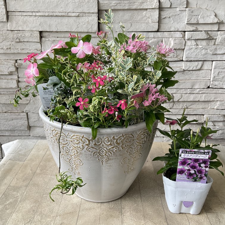 寄せ植え花 日々草 ピンク 自分で作る寄植えセット】日々草を楽しむピンクの寄せ植えセット