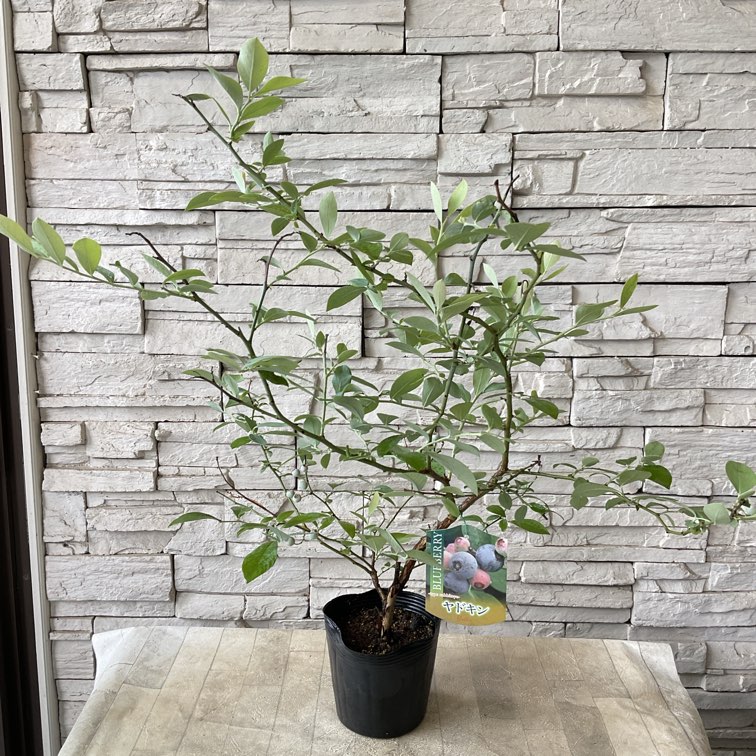 ブルーベリー　ヤドキン