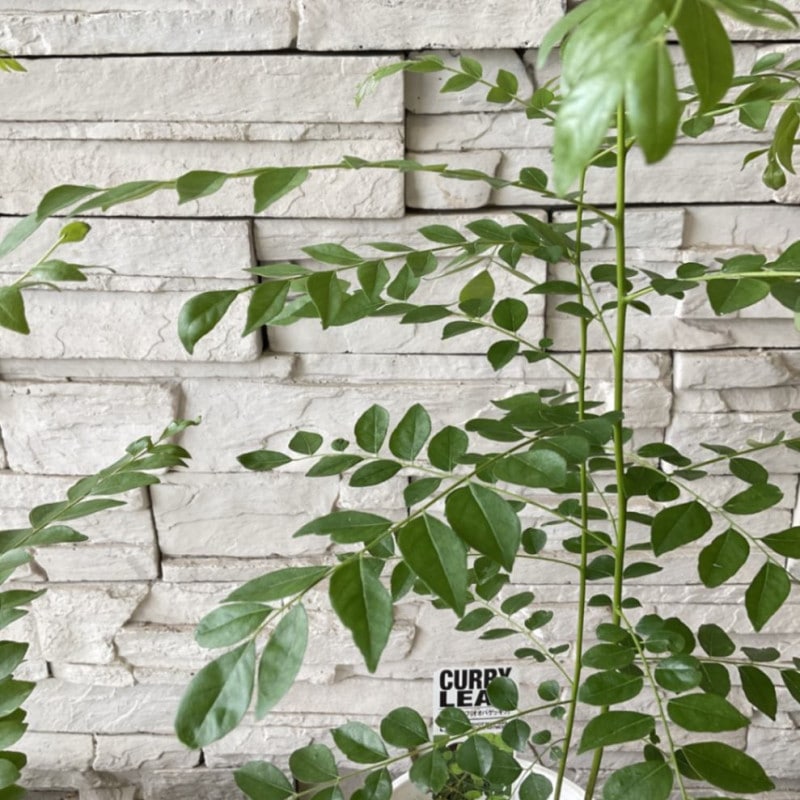 カレーリーフ ５寸鉢