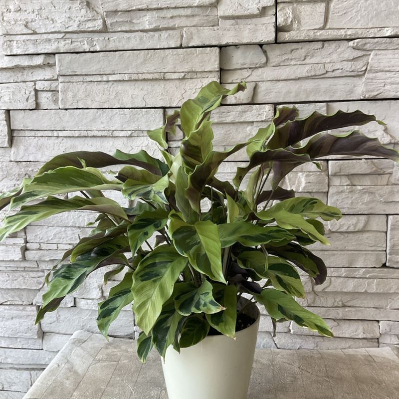 XL size (40-50cm) variegated ZZ plant with gorgeous