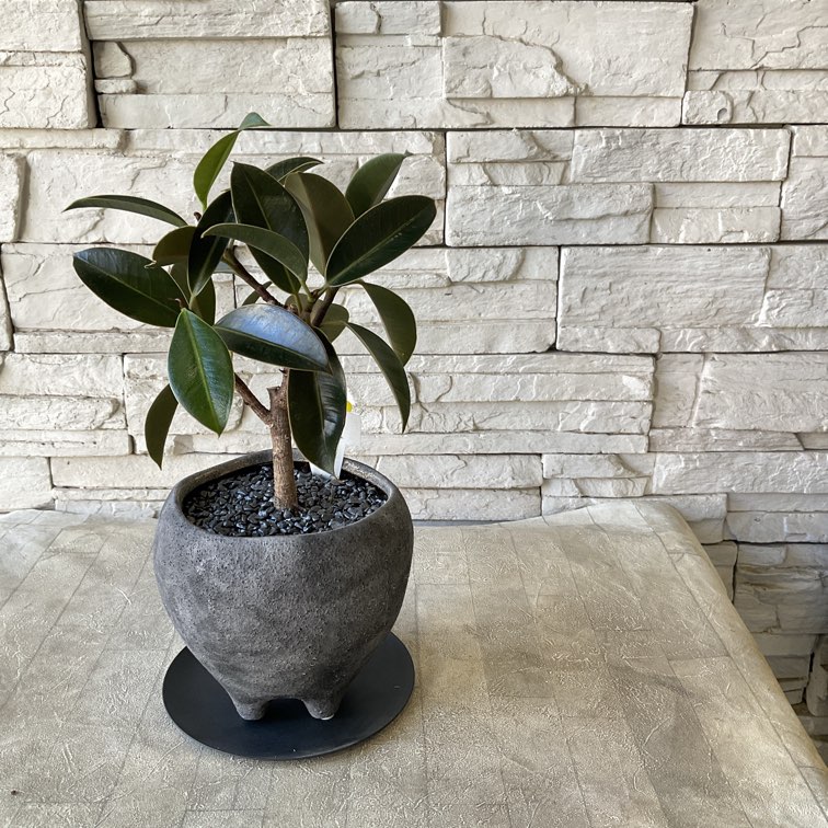 寄せ植え | 橋本種苗園オンラインストア