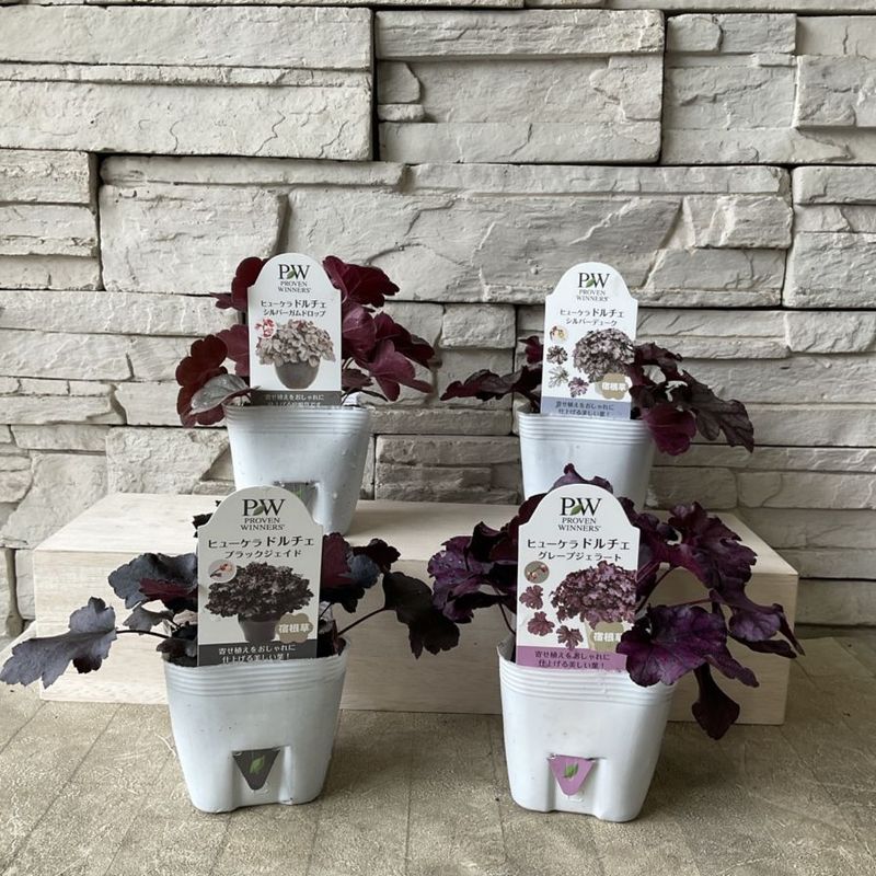 ヒューケラ　ドルチェシリーズ　選べる♪4種　3.5寸ポット