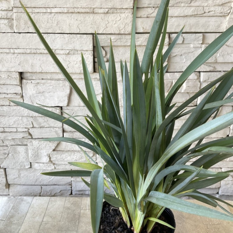 すべての商品 | 橋本種苗園オンラインストア