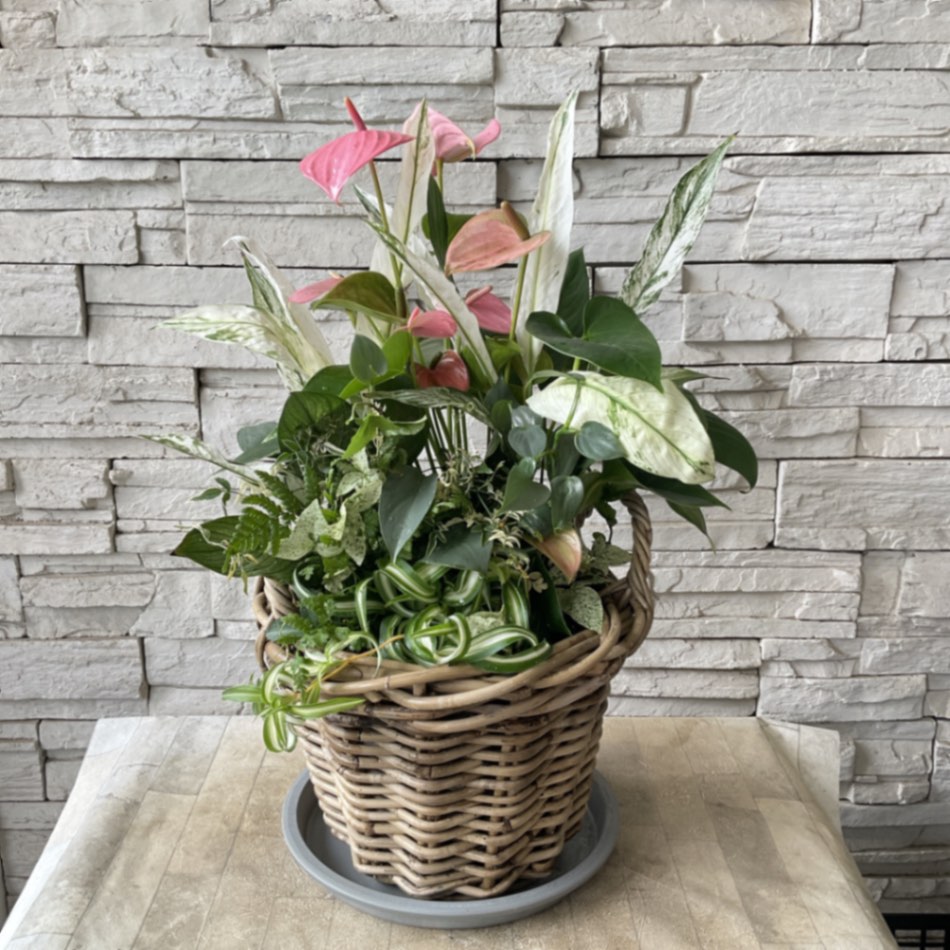 T様 専用ページ | すべての商品 | 橋本種苗園オンラインストア 