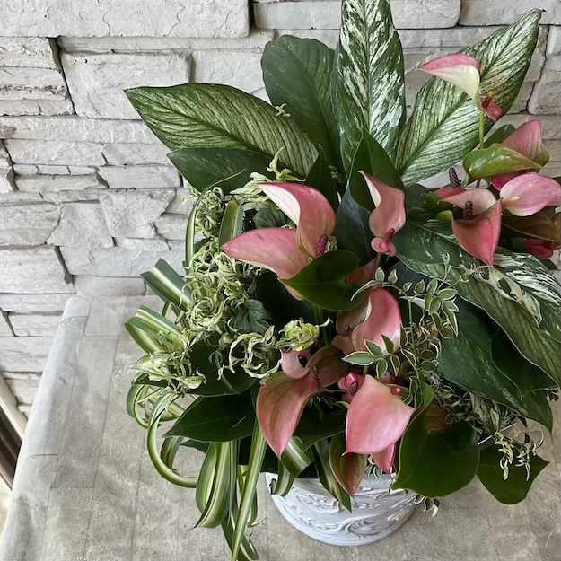 【自分で作る寄せ植え花苗セット】室内で楽しむアンスリウムの寄せ植え