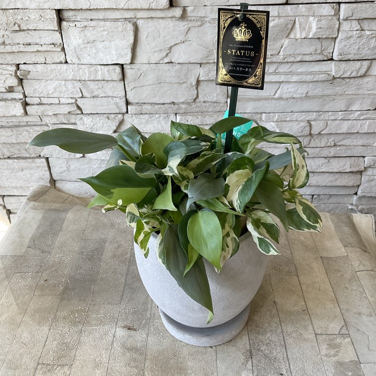 ポトスの寄せ植え 化粧鉢付き | 寄せ植え | 橋本種苗園オンラインストア