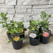寒菊　寒咲スプレー菊　選べる7種|鉢花・花苗