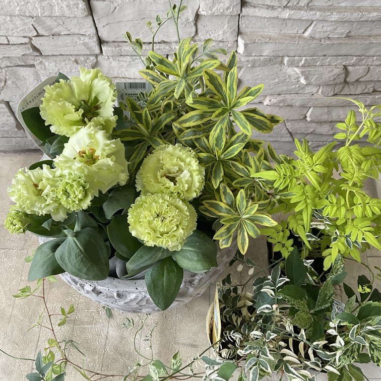 樹と花 自分で作る寄植えセット】トルコ桔梗とライムグリーンの寄せ植えセット