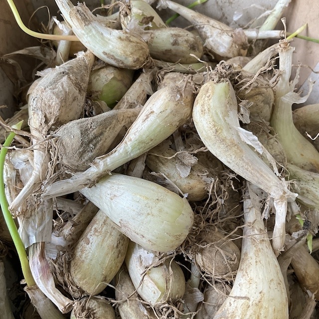 種子用】千葉県産 らっきょう | 野菜種子 | 橋本種苗園