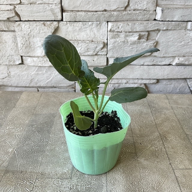 すべての商品 | 橋本種苗園オンラインストア