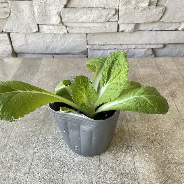 【野菜苗】白菜苗