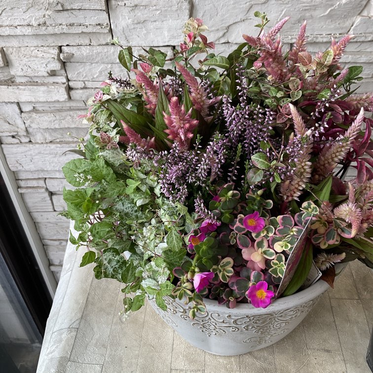 自分で作る寄せ植え花苗セット】セロシア ロマンティカで作る