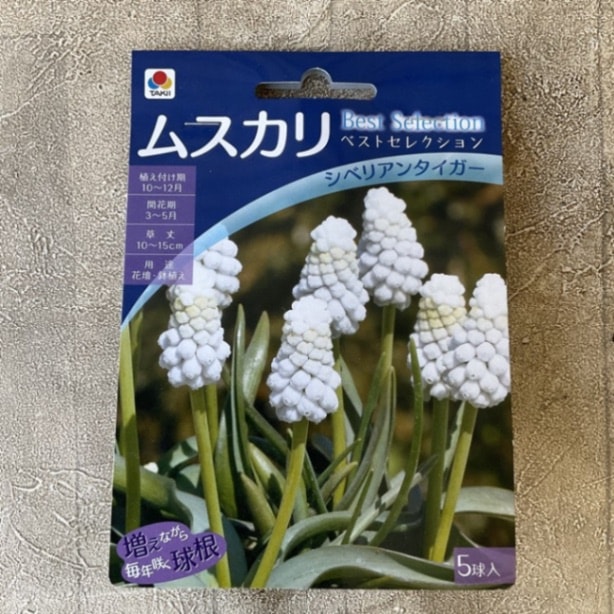 【球根】ムスカリ　シベリアンタイガー