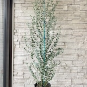 【送料無料】ユーカリ　グニー　7寸ポット　