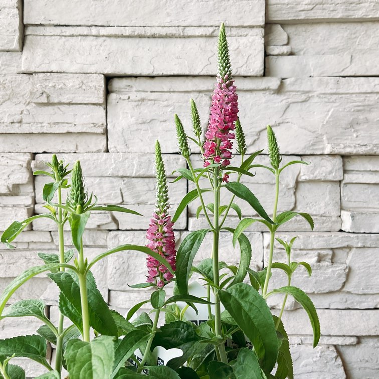 nalu様 8苗 大量苗セット nalu様 8苗 大量苗セット 花 苗 セット 季節の花苗 見計らい