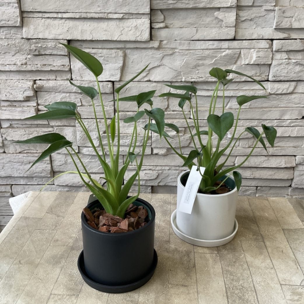 観葉植物】アロカシア タイニーダンサー 選べる鉢色2色♪ | 観葉植物