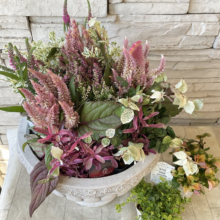 自分で作る寄せ植えセット】オータムピンクの寄せ植え | 鉢花・花苗
