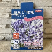 【球根】野放し®️球根　トリテレイア　ルディー|球根