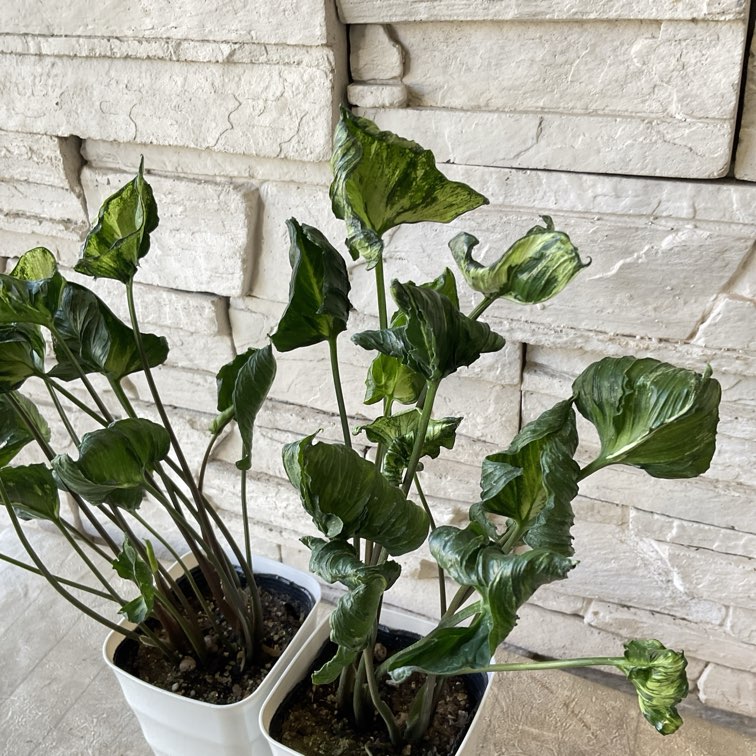 【観葉植物】シンゴニウム　ゴジラ　4寸鉢