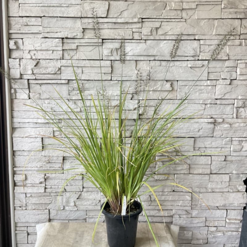 nalu様 8苗 大量苗セット DUO 鬼鱒 オニマス 正影SLIM120F | Fishing Tackle BLUE MARLIN