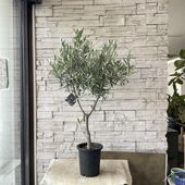 【送料無料】【souju】香川県産オリーブの木　シプレッシーノ　7号鉢　16