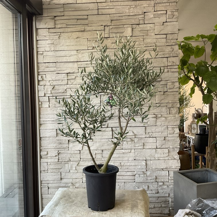 送料無料】【souju】香川県産オリーブの木 ピクアル 8号鉢 80