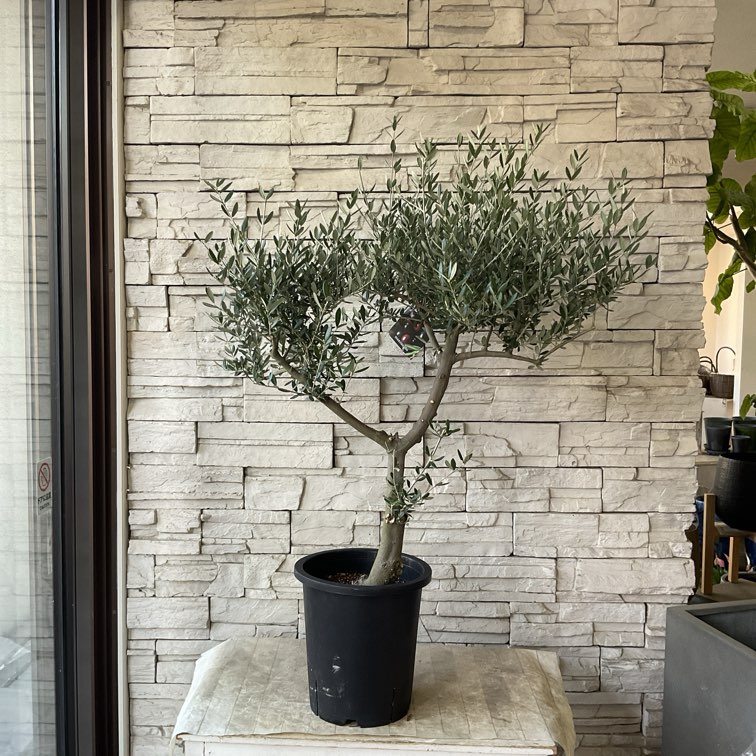 送料無料】【SOUJU】香川県産オリーブの木 マンザニロ 8号鉢 79