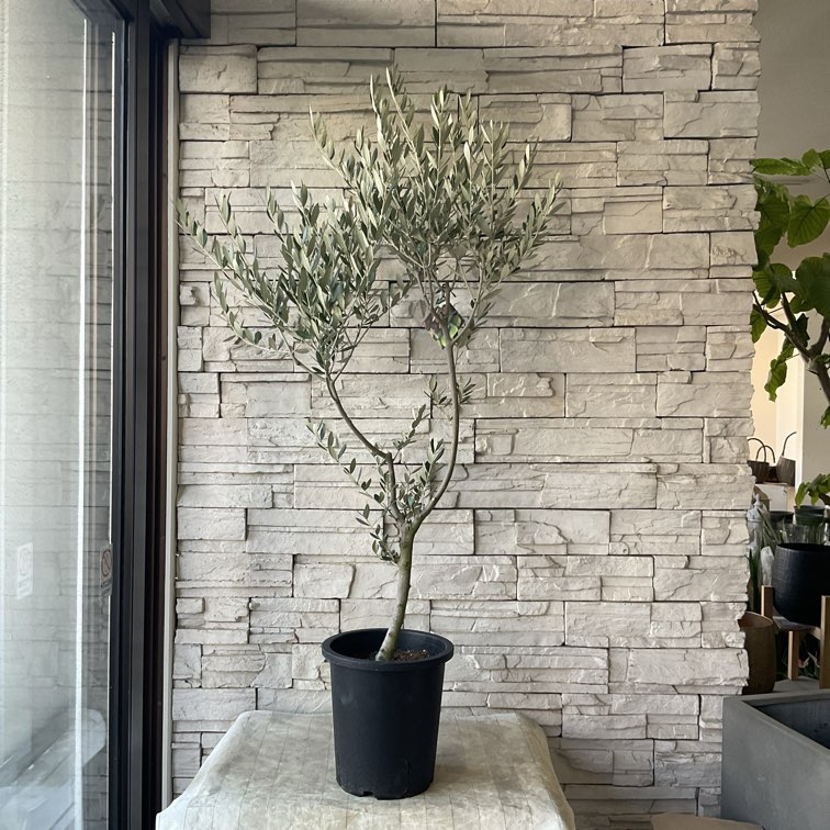 オリーブの木 | 橋本種苗園オンラインストア